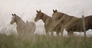 Horse Sanctuary, Agriculture, Doc Film Making